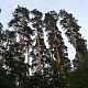 Номинация - Моя Россия. Алла Королева. В краю корабельных сосен